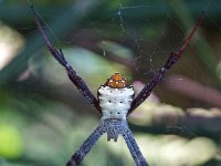 Argiope keyserlingi DSC09689 edit